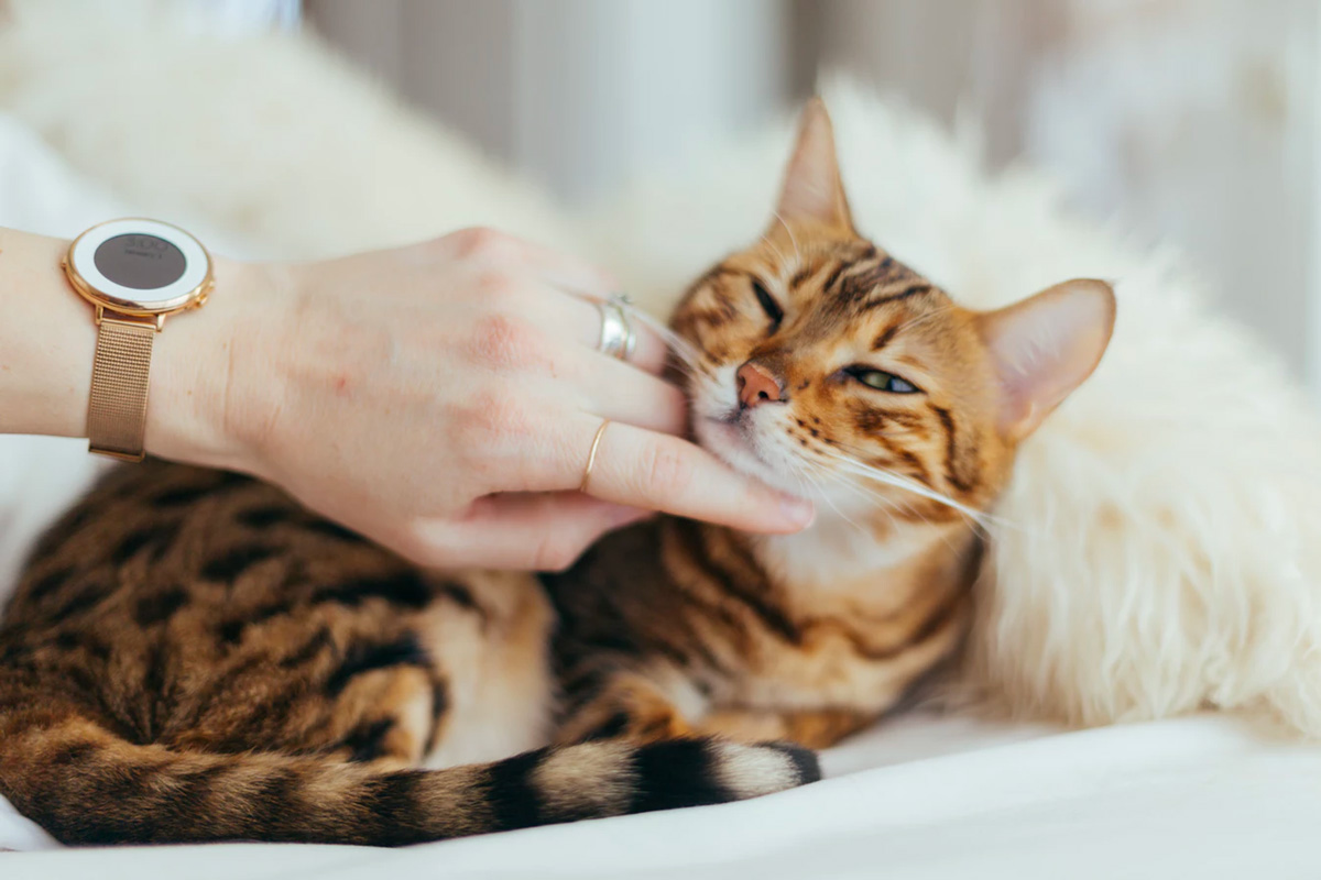 img_CAT2.jpg img_CAT2.jpg